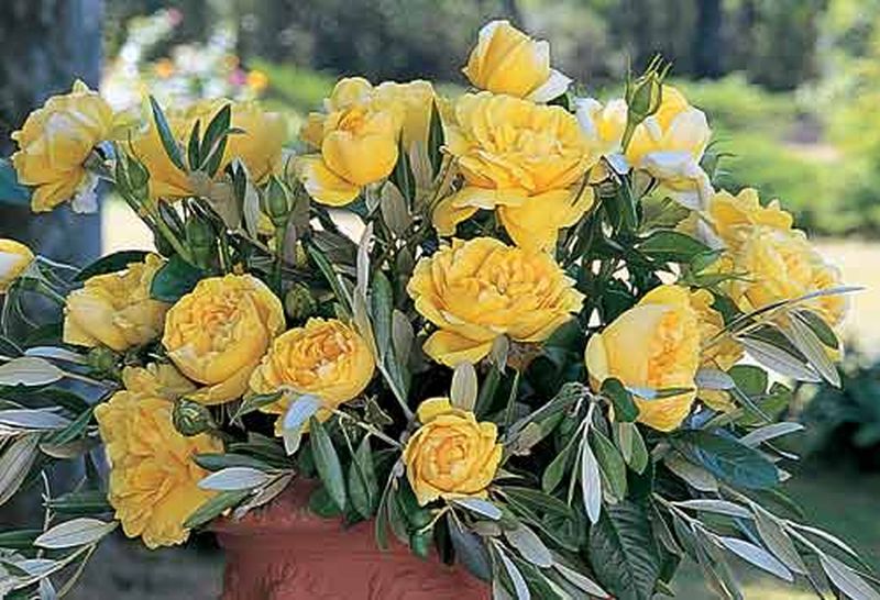 Edelrose 'Michelangelo' ® - Rosa 'Michelangelo' ® TH