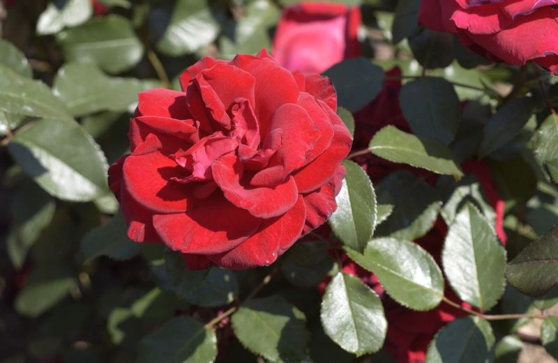 Edelrose 'Miss Schweiz' ® - Rosa 'Miss Schweiz' ® TH