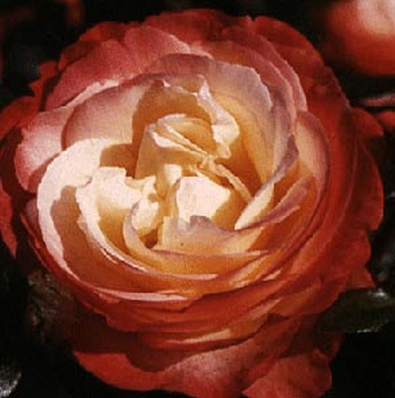 Edelrose 'Nostalgie' ® - Rosa 'Nostalgie' ® TH