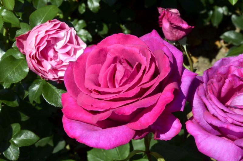 Edelrose 'Parole' ® - Rosa 'Parole' ® TH