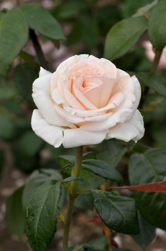 Edelrose 'Schloss Ippenburg' ADR-Rose - Rosa 'Schloss Ippenburg' TH