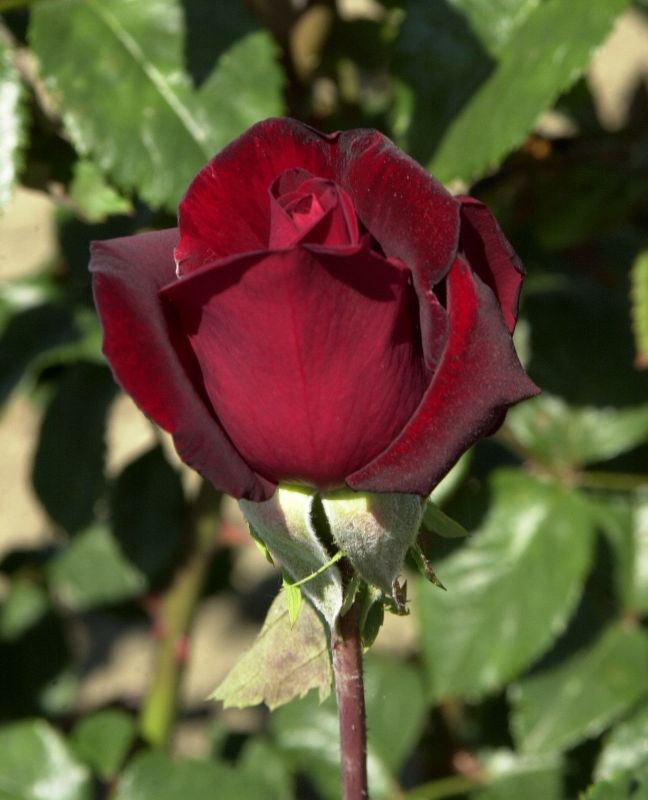 Edelrose 'Schwarze Madonna' ® - Rosa 'Schwarze Madonna' ® TH