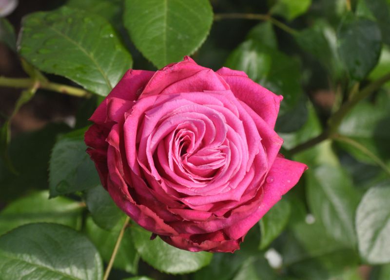Edelrose 'Senteur Royale' ® - Rosa 'Senteur Royale' ® TH