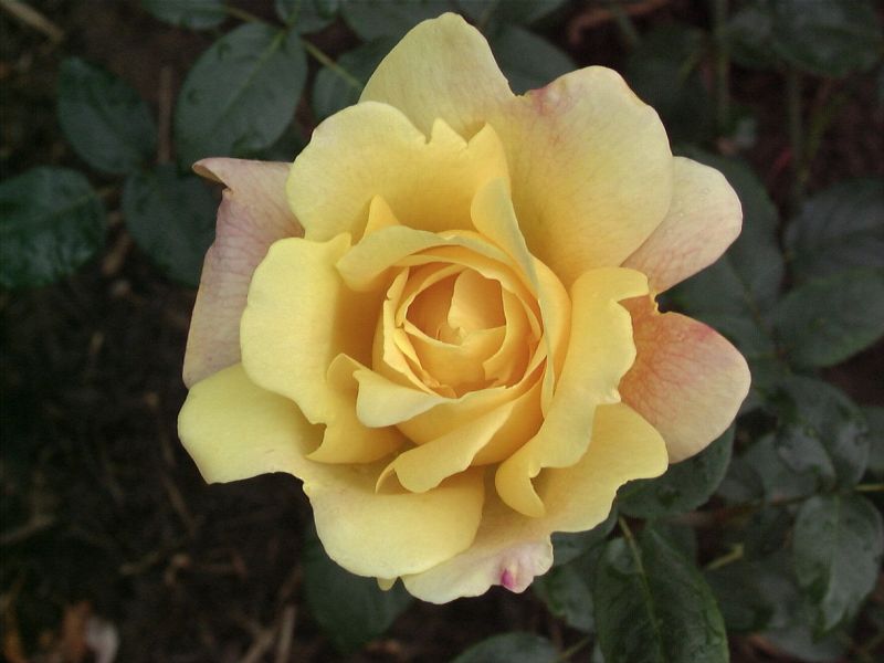 Edelrose 'Sutter's Gold' - Rosa 'Sutter's Gold' TH