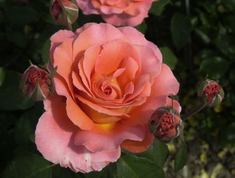 Edelrose 'Tea Time' ® - Rosa 'Tea Time' ® TH