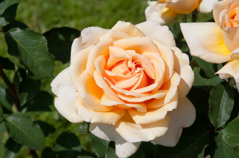 Edelrose 'Valencia' ® - Rosa 'Valencia' ® TH