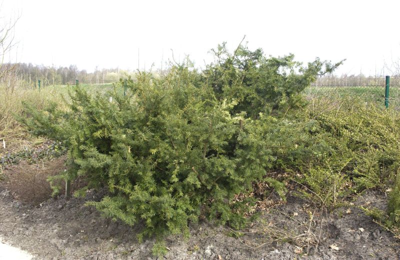Eibe 'Farmen' - Taxus media 'Farmen'
