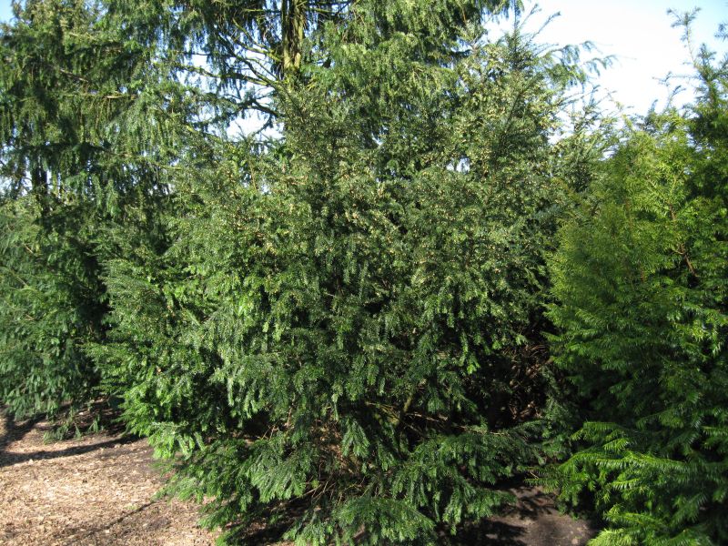 Eibe 'Nissens Präsident' - Taxus baccata 'Nissens Präsident'