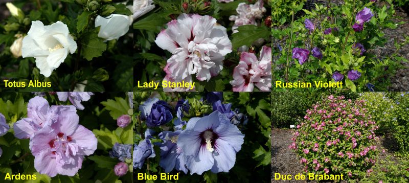Eibisch Hybriden in Sorten - Hibiscus syriacus in Sorten