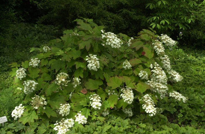 Eichenblättr.Hortensie - Hydrangea quercifolia