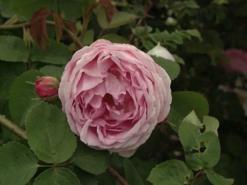 Englische Strauchrose 'Constance Spry' - Rosa 'Constance Spry' STR