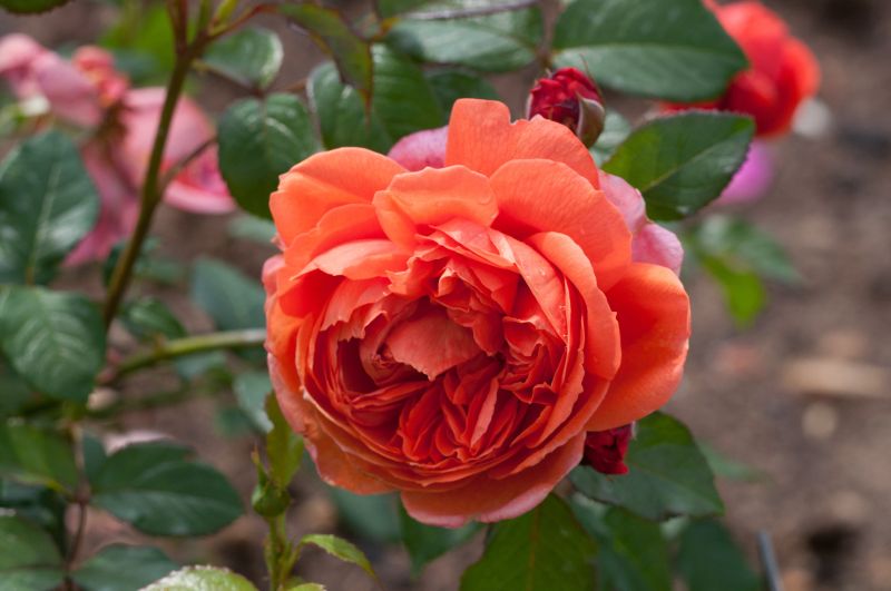 Englische Strauchrose 'Summer Song' ® - Rosa 'Summer Song' ® STR
