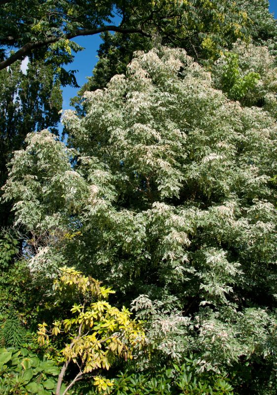 Eschenahorn 'Flamingo' - Acer negundo 'Flamingo'