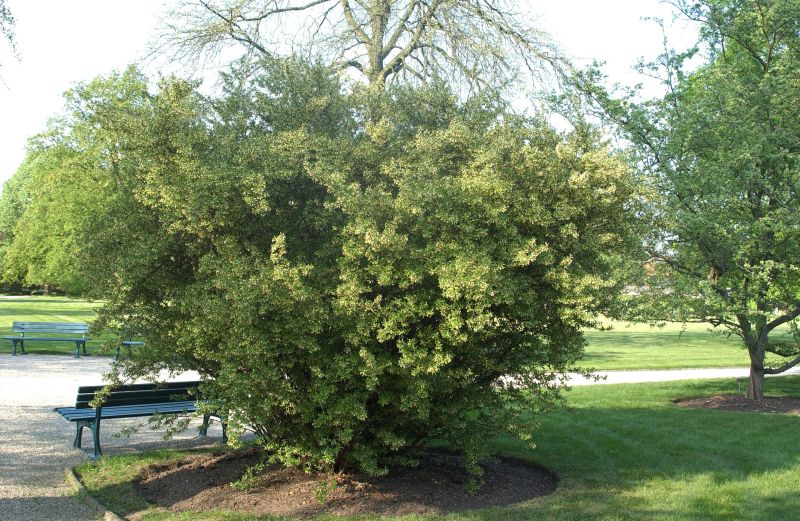 Essbare Ölweide - Elaeagnus multiflora
