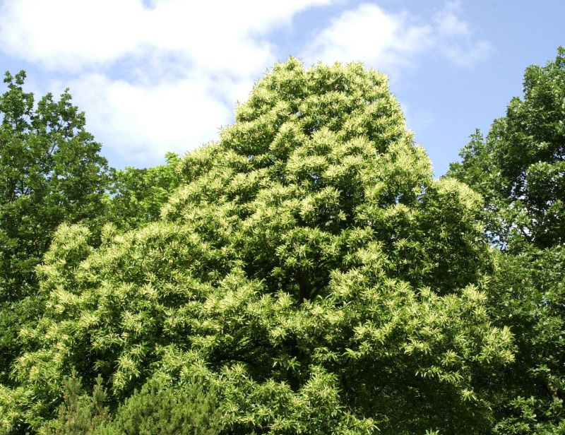 Esskastanie - Castanea sativa