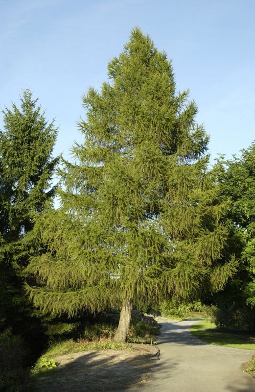 Europäische Lärche - Larix decidua