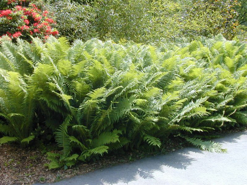 Europäischer Straußenfarn - Matteuccia struthiopteris