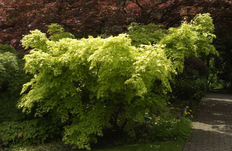 Fächerahorn 'Orange Dream' - Acer palmatum 'Orange Dream'