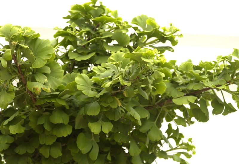 Fächerblattbaum 'Mariken' - Ginkgo biloba 'Mariken'