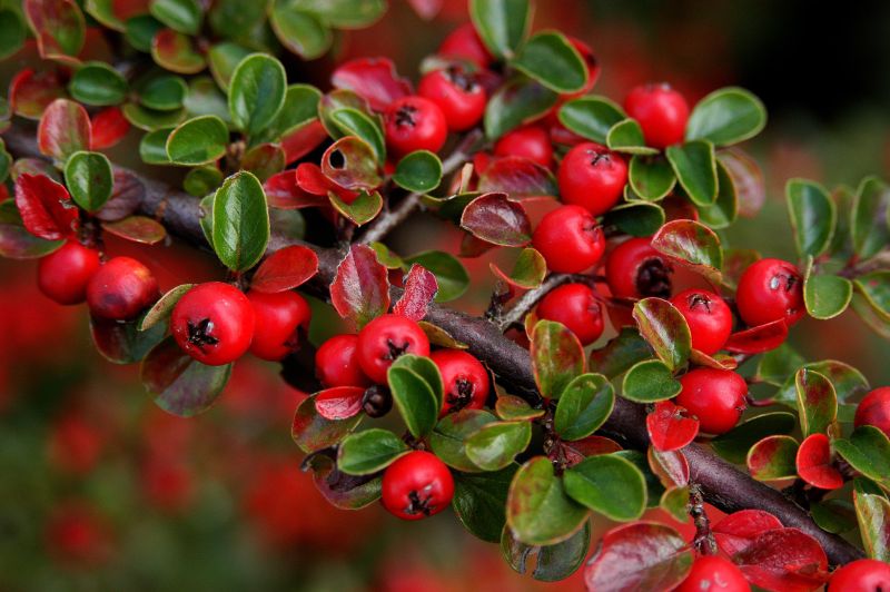 Fächermispel - Cotoneaster horizontalis