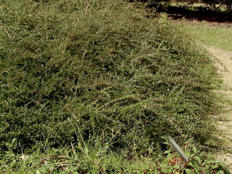 Fächermispel 'Tangstedt' - Cotoneaster horizontalis 'Tangstedt'