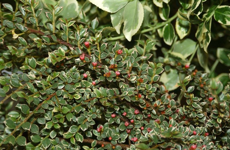 Fächermispel 'Variegatus' - Cotoneaster horizontalis 'Variegatus'