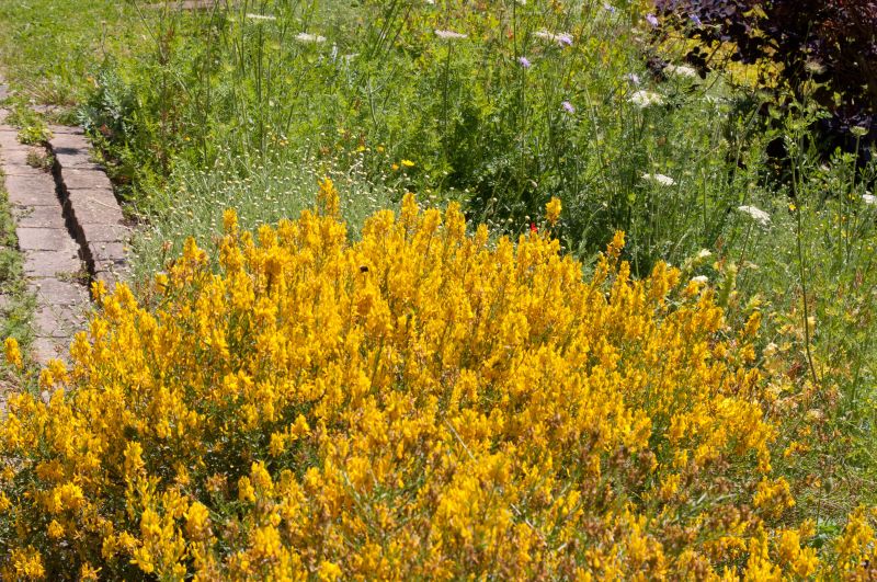 Färberginster 'Royal Gold' - Genista tinctoria 'Royal Gold'