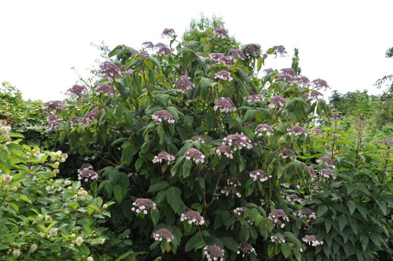 Fellhortensie 'Macrophylla' - Hydrangea aspera 'Macrophylla'