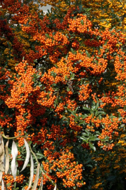 Feuerdorn 'Orange Glow' - Pyracantha 'Orange Glow'
