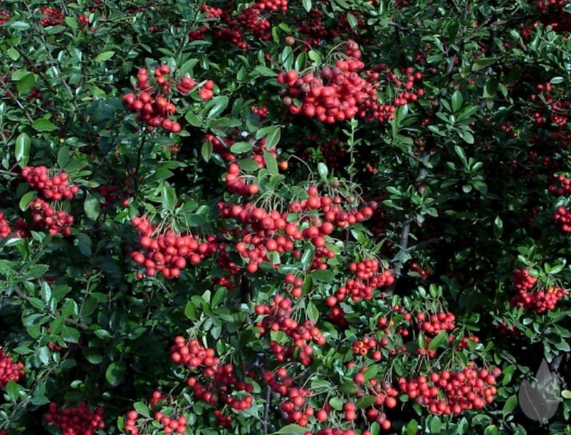 Feuerdorn 'Red Column' - Pyracantha 'Red Column'