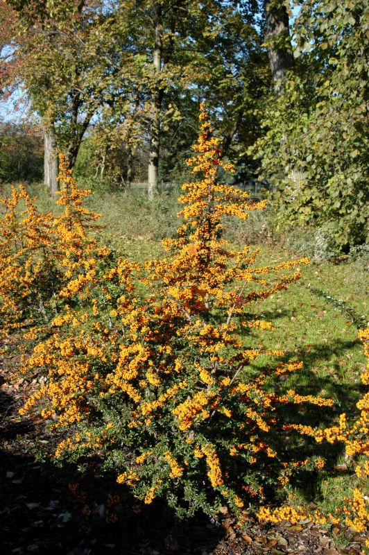 Feuerdorn 'Teton' - Pyracantha 'Teton'