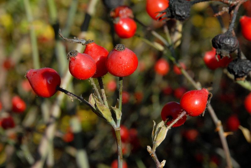 Filz-Rose - Rosa tomentosa