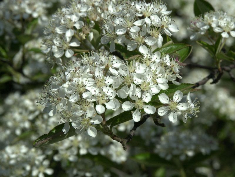 Filzige Apfelbeere - Aronia arbutifolia
