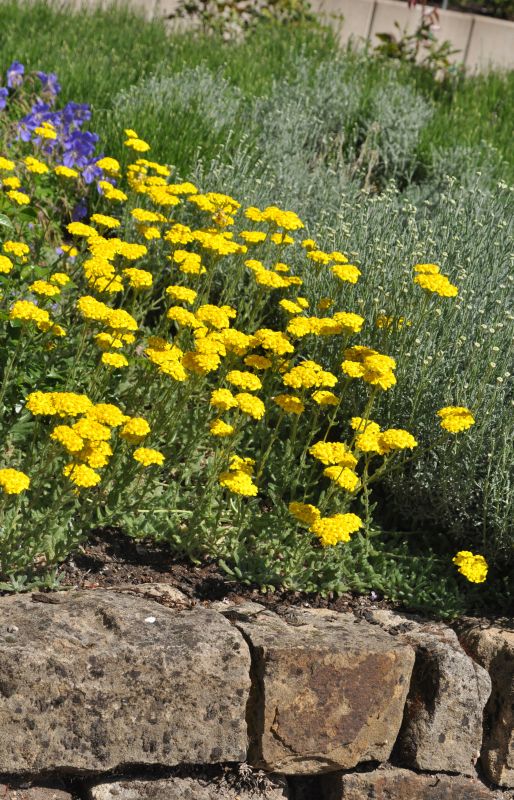Filzige Teppich-Garbe - Achillea tomentosa