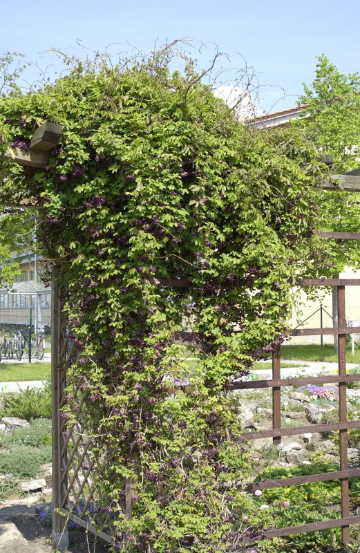 Fingerblättrige Klettergurke - Akebia quinata