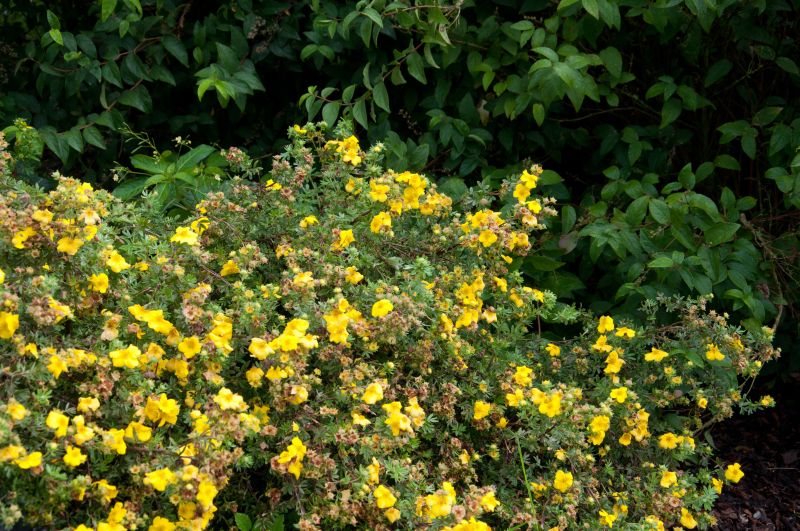 Fingerstrauch 'Dart's Golddigger' - Potentilla 'Dart's Golddigger'