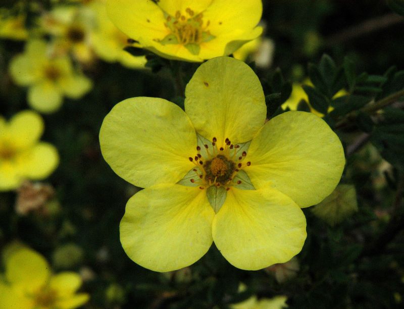 Fingerstrauch 'Farreri' - Potentilla 'Farreri'