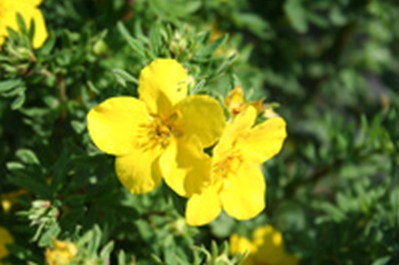 Fingerstrauch 'Goldfinger' - Potentilla 'Goldfinger'