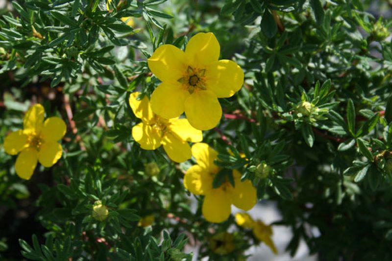 Fingerstrauch 'Goldteppich' - Potentilla 'Goldteppich'