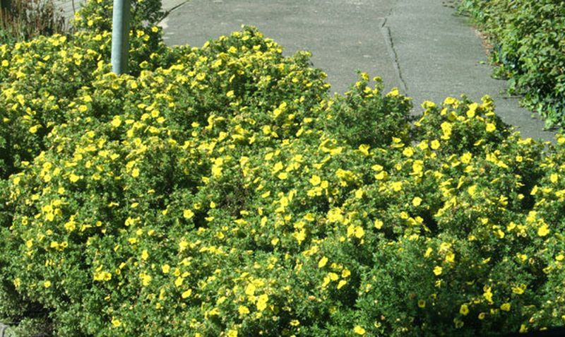 Fingerstrauch 'Hachmann's Gigant' - Potentilla 'Hachmann's Gigant'