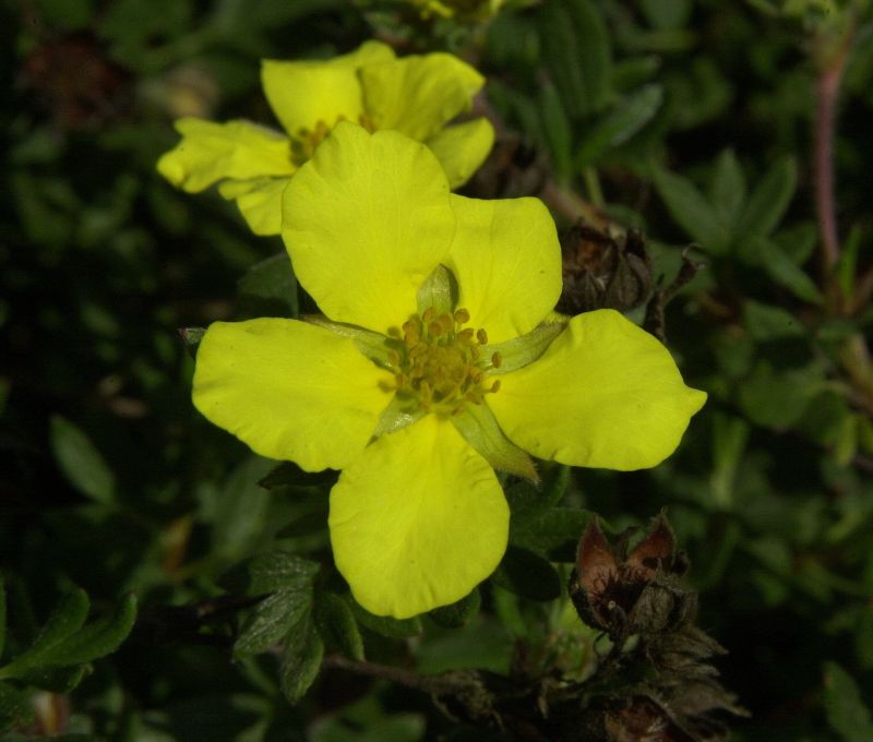 Fingerstrauch 'Longacre' - Potentilla 'Longacre'