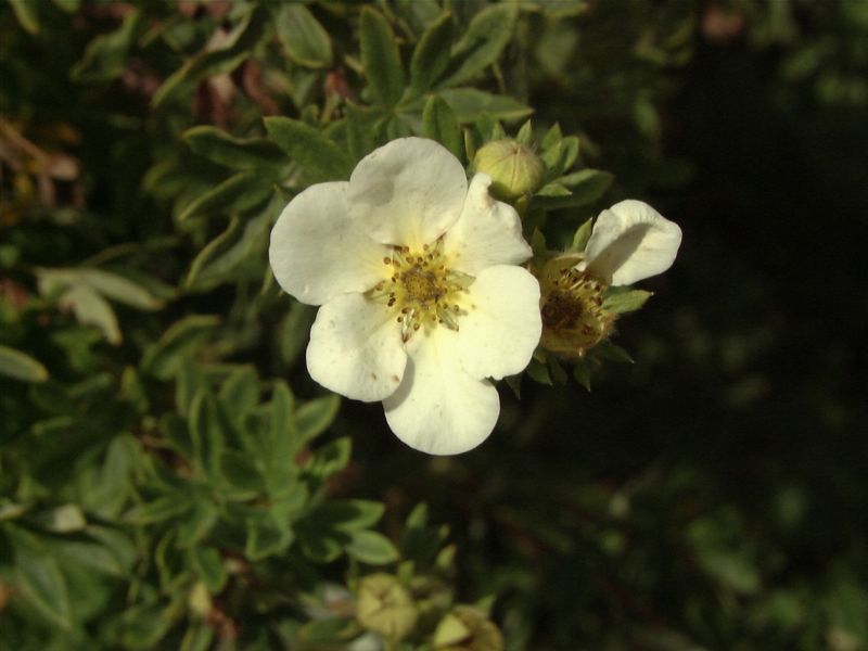 Fingerstrauch 'Sandved' - Potentilla 'Sandved'
