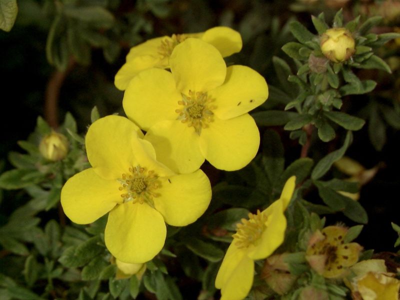 Fingerstrauch 'Sommerflor' - Potentilla 'Sommerflor'