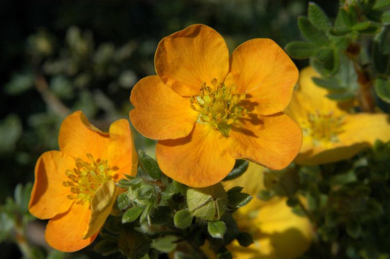 Fingerstrauch 'Tangerine' - Potentilla 'Tangerine'