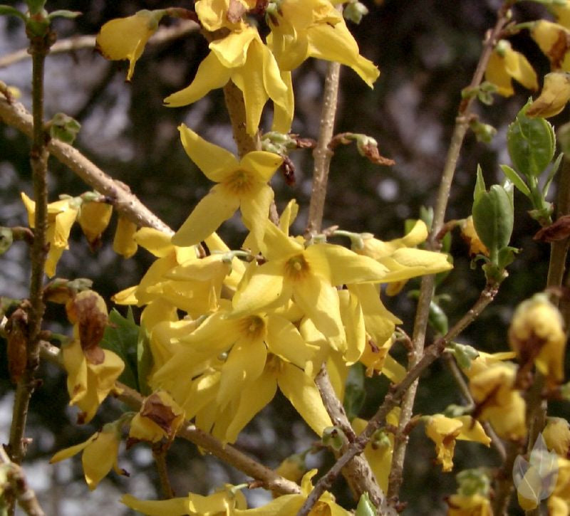 Forsythie 'Beatrix Farrand' - Forsythia 'Beatrix Farrand'
