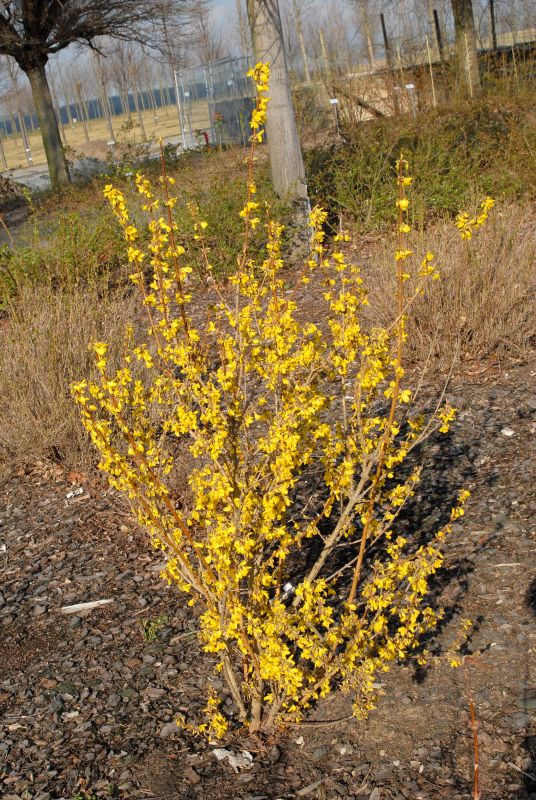 Forsythie 'Goldrausch' - Forsythia intermedia 'Goldrausch'