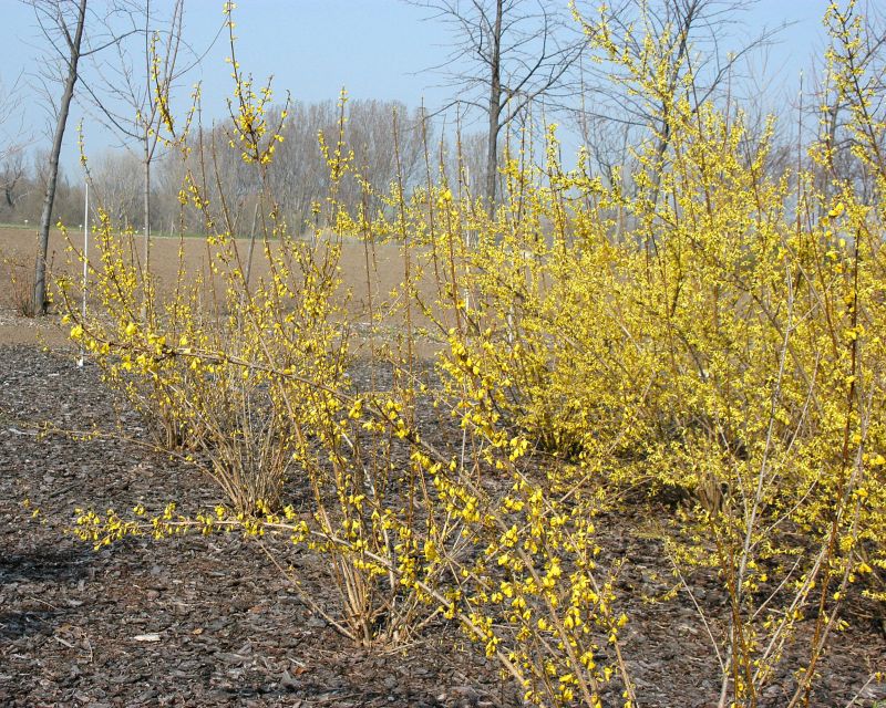 Forsythie 'Goldzauber' - Forsythia 'Goldzauber' ®