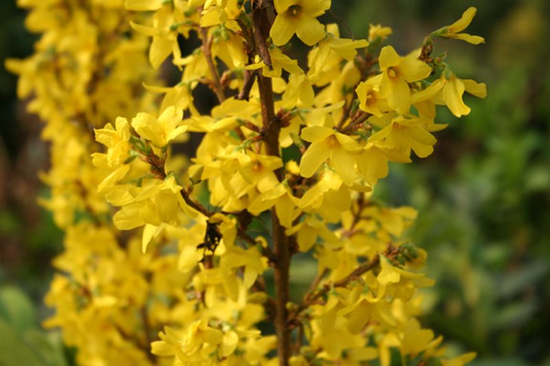 Forsythie 'Minigold' - Forsythia 'Minigold'