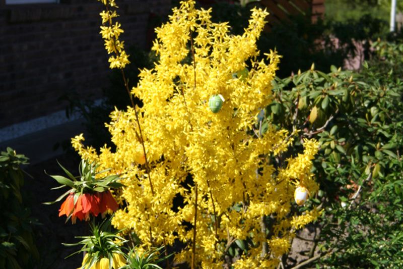 Forsythie 'Spectabilis' - Forsythia intermedia 'Spectabilis'