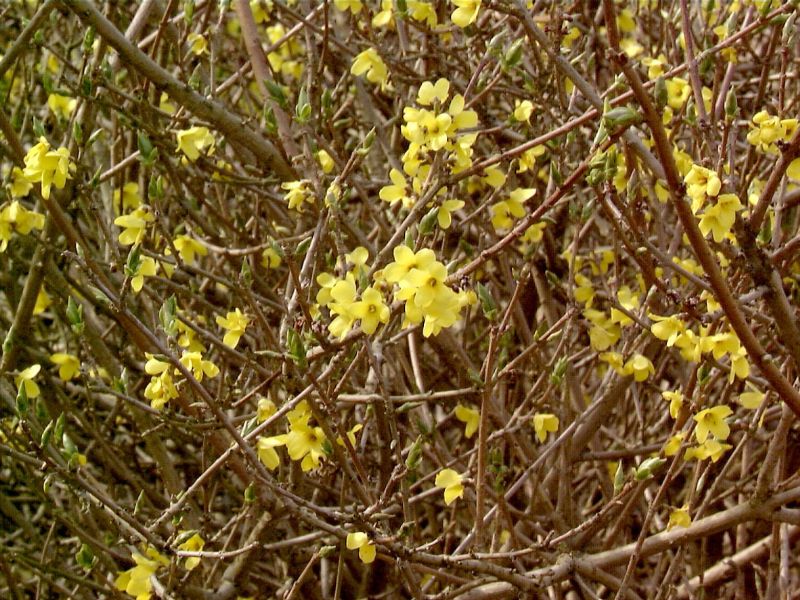 Forsythie 'Tetragold' - Forsythia ovata 'Tetragold'